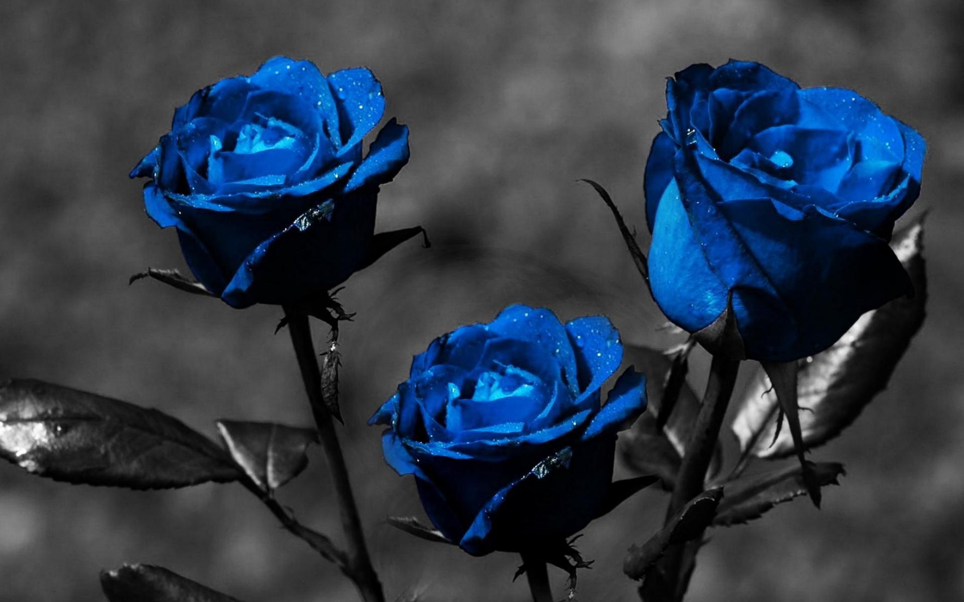 1920x1200 ... Blue Rose HD Wallpapers - THIS Wallpaper ...