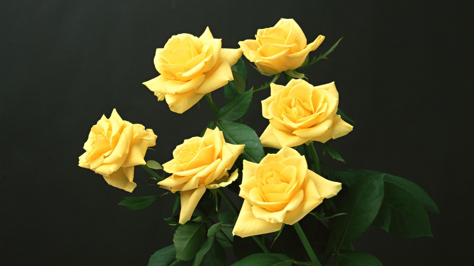 1920x1080  Wallpaper yellow, roses, black background, flowers