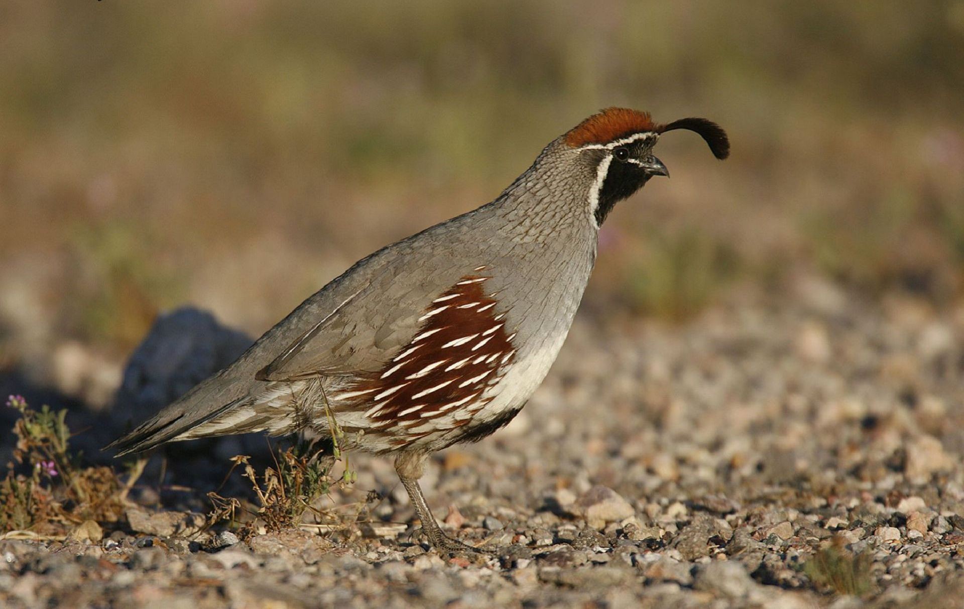 1920x1213 Gambels Quail Free HD Wallpapers Images Backgrounds