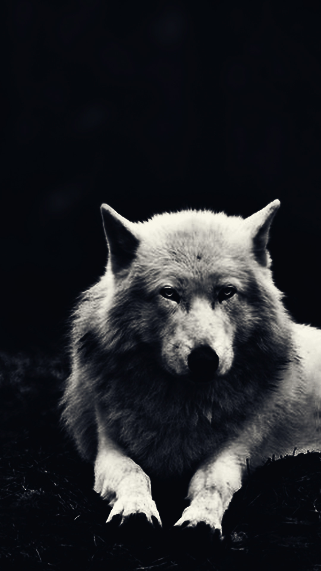 43 Cool Black Wolf Wallpaper  WallpaperSafari