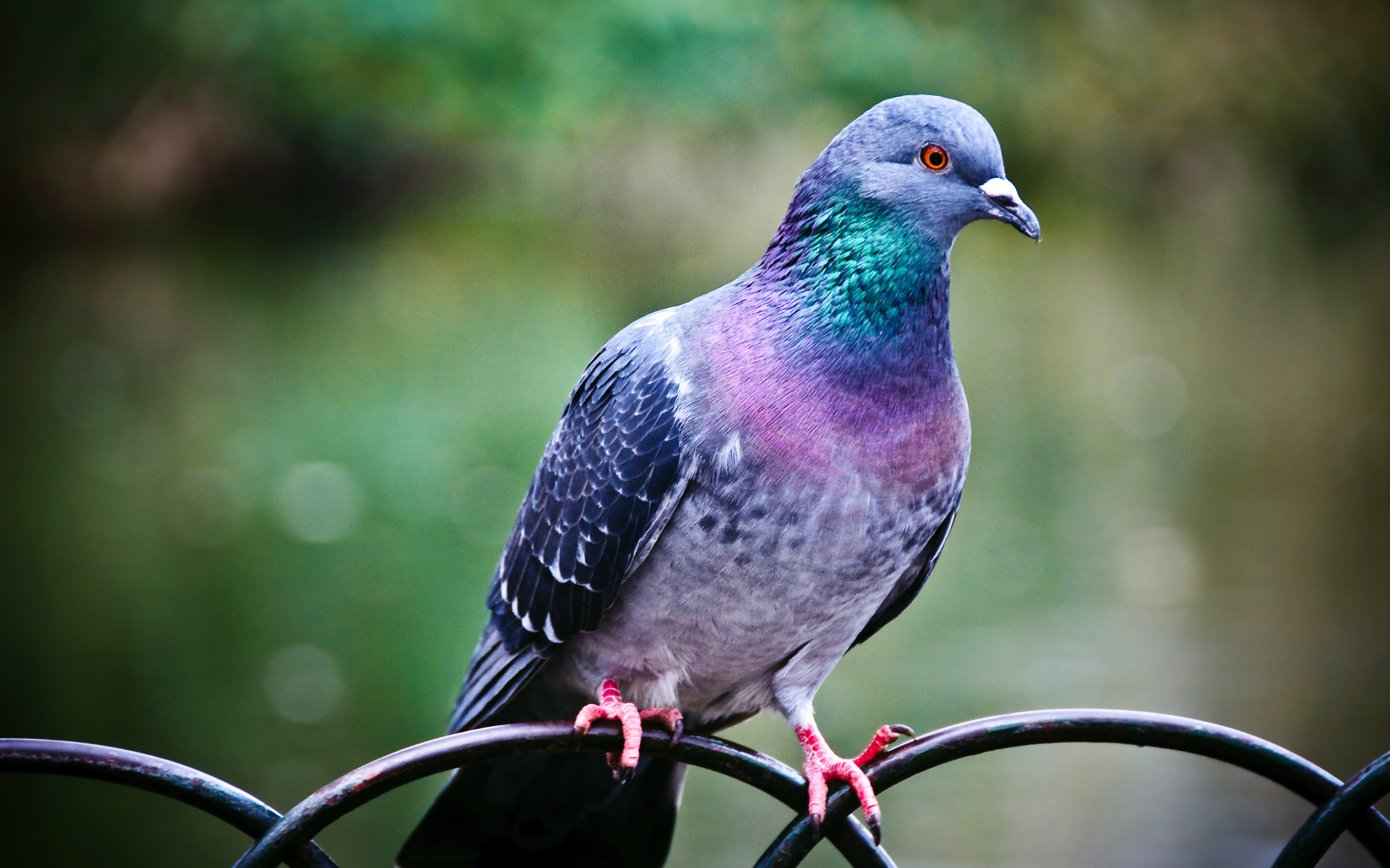 2880x1800 Pigeon Get more Covers, DPs and Wallpapers