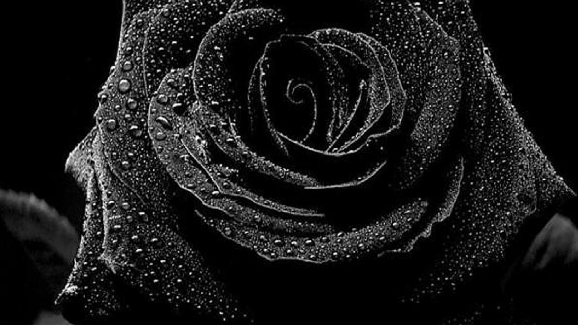 1920x1080  Wallpaper Black Rose - Wallpapers