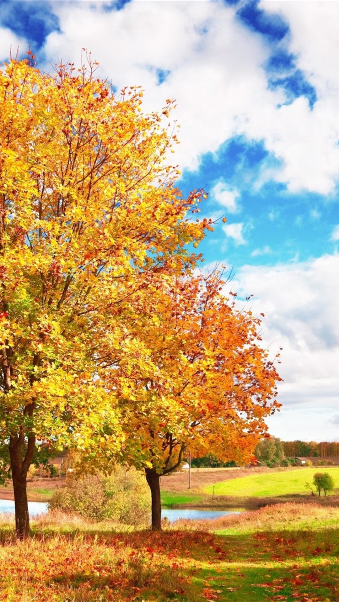 1080x1920 Autumn Trees Colors Palette Bright Leaf Fall iPhone 6 Plus .