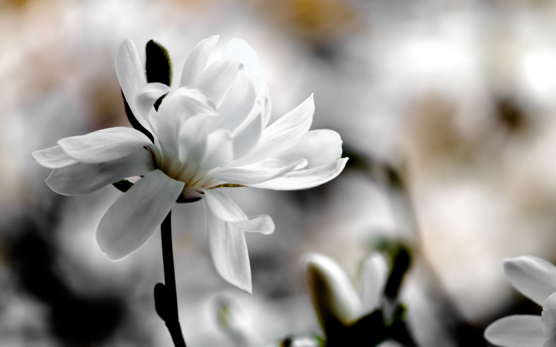 1920x1200 Macro White Flowers