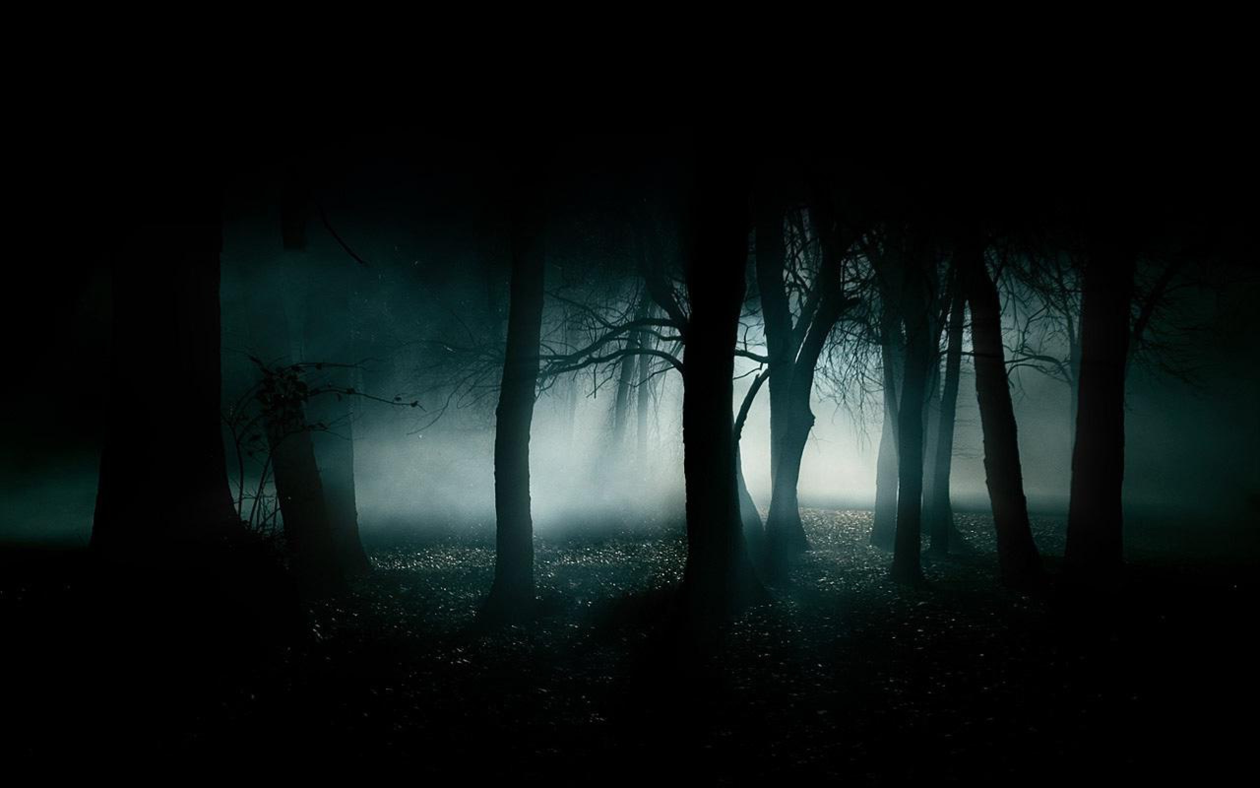 2560x1600 Group of Dark florest We Haunted Forest Wallpaper