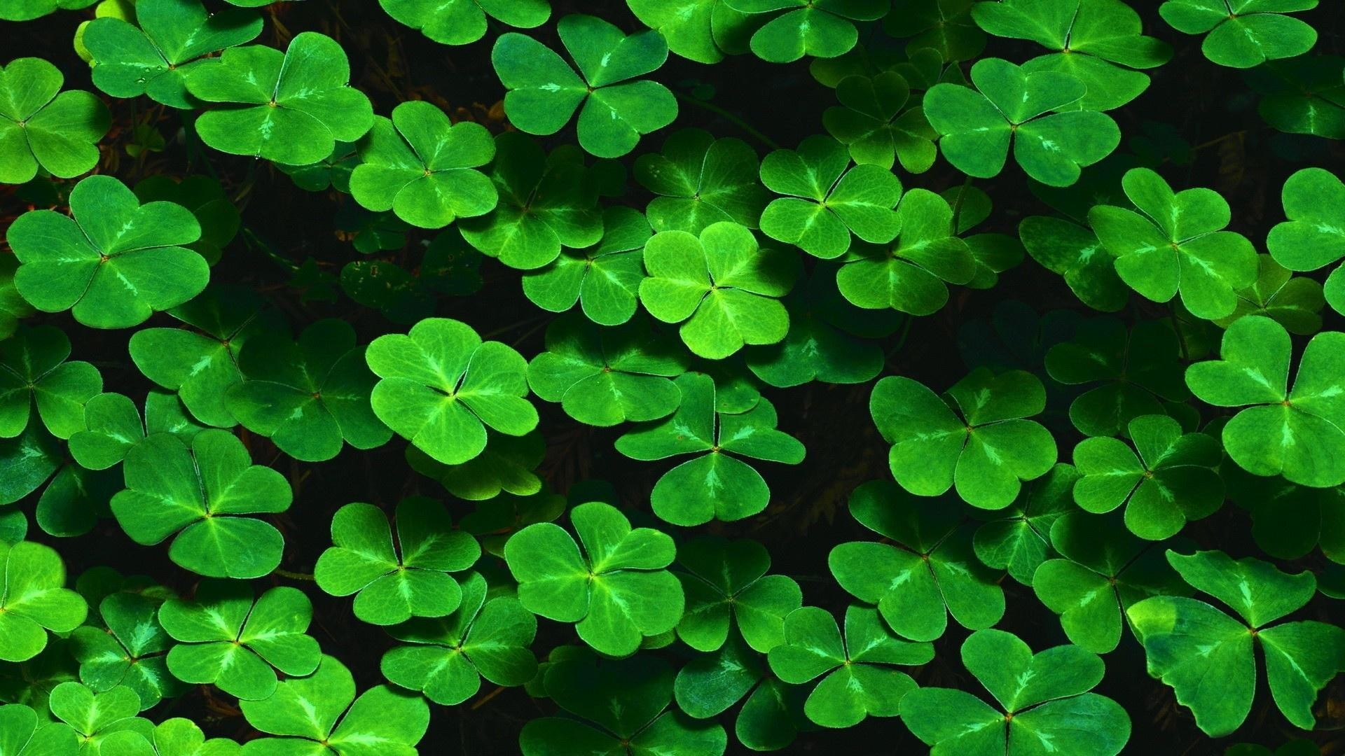 1920x1080 Four Leaf Clover Wallpapers Wallpaper Cave