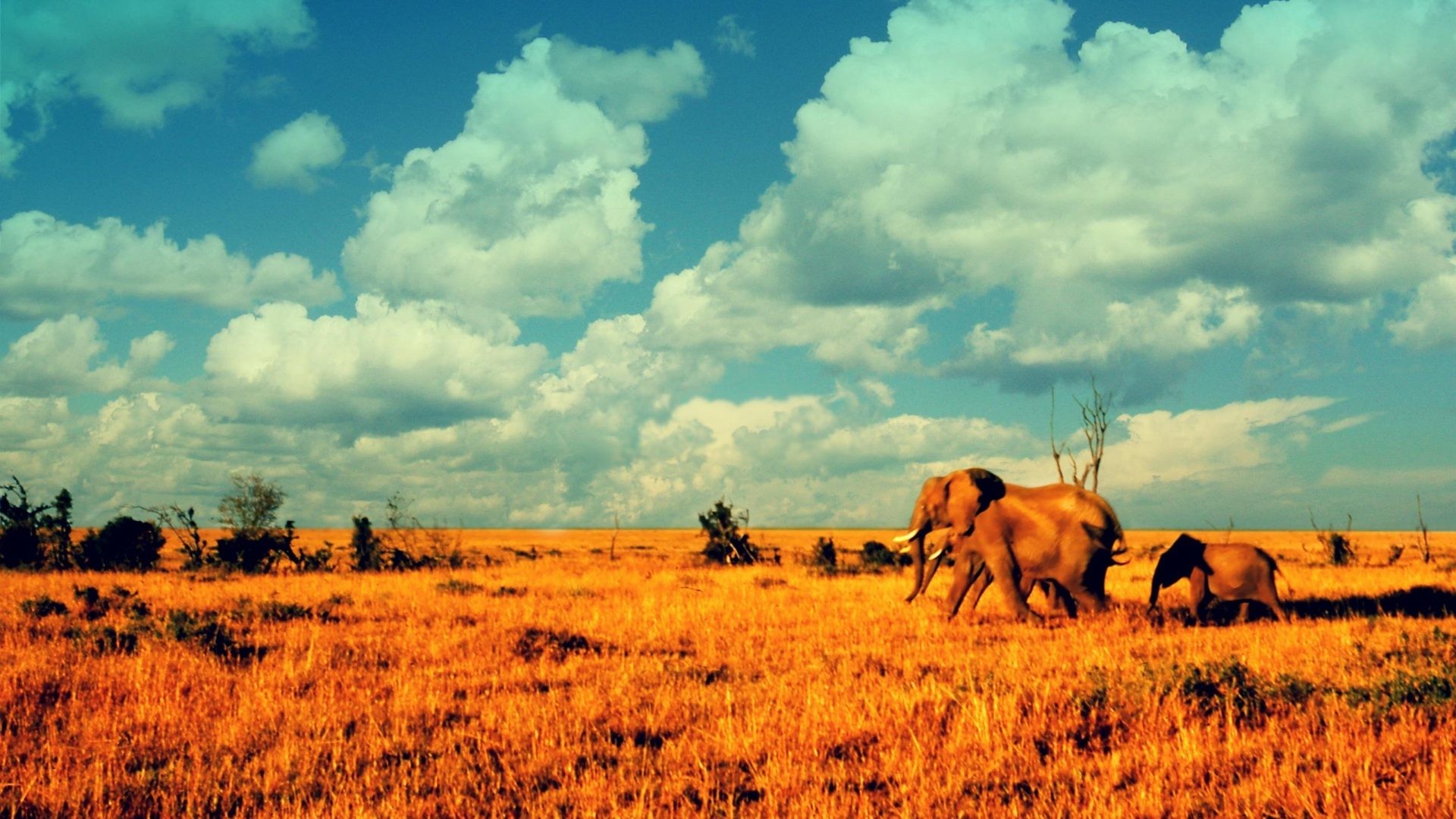 1920x1080 Elephants Tag - Deserts Baby Animals Elephants Elephant African Nature  Images Best for HD 16: