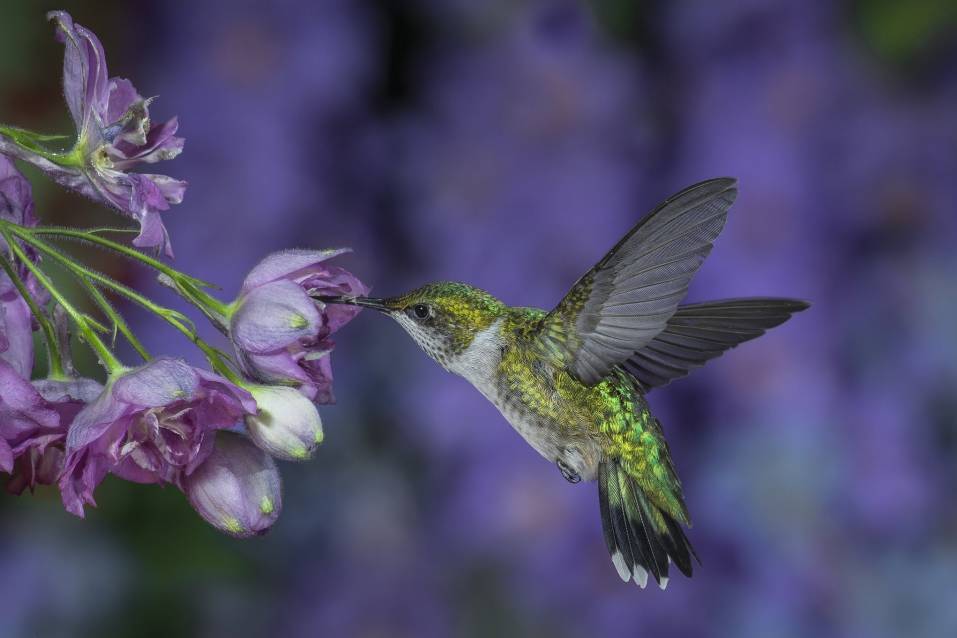 1920x1280 hummingbird bird flight wings wag flower purple background