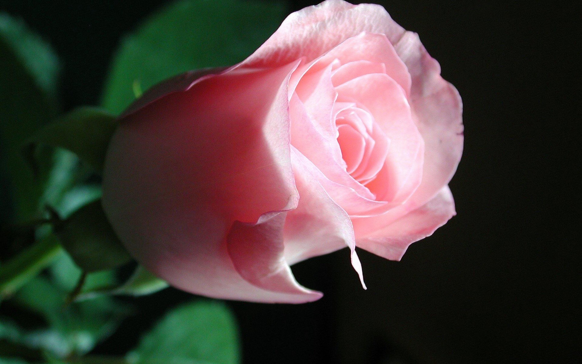 1920x1200 ... Beautiful Pink Roses