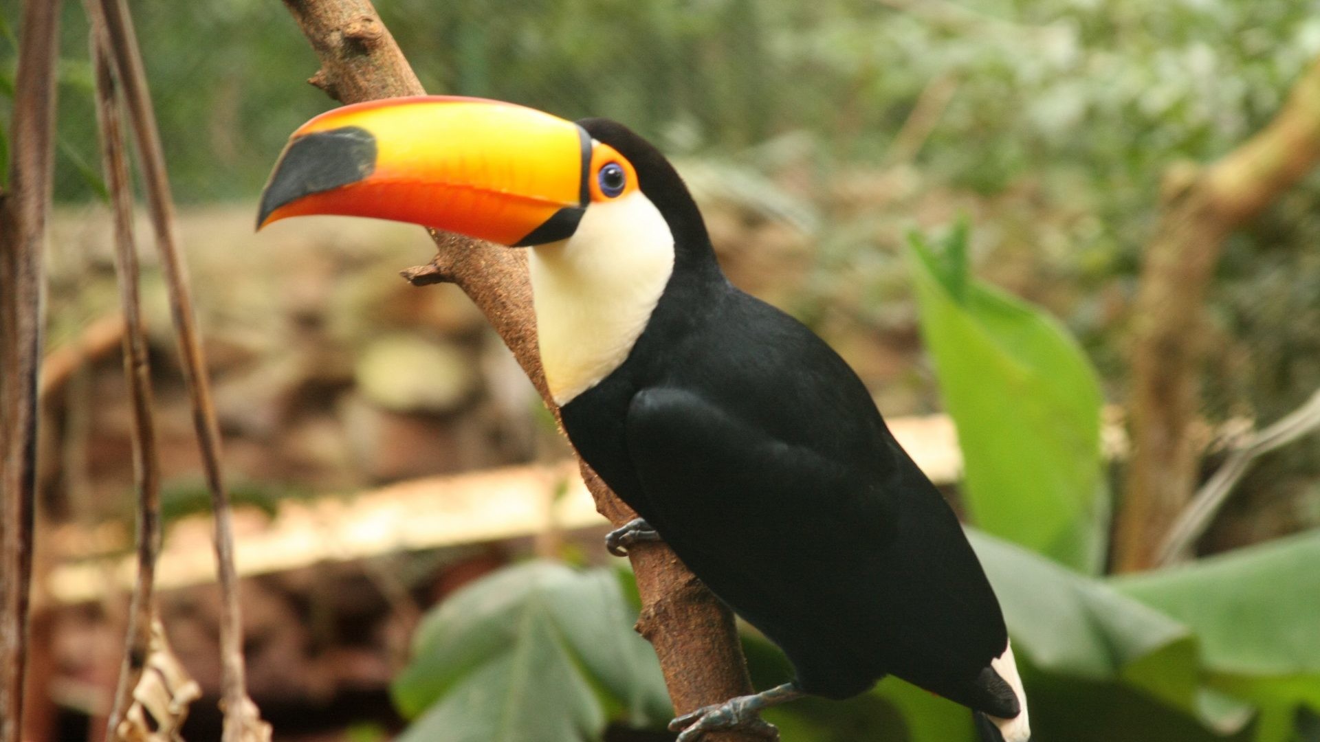 1920x1080 ... Wallpapers Toco Toucan Facts, Habitat, Diet, Life Cycle, Baby, ...