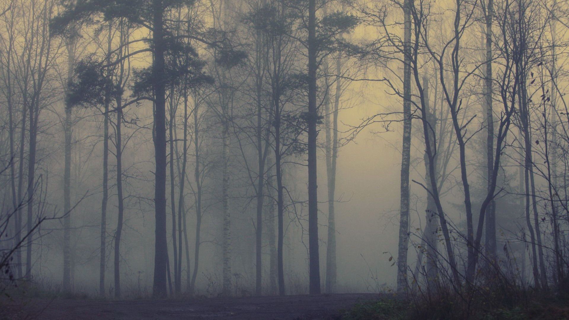 1920x1080 Fog Forest