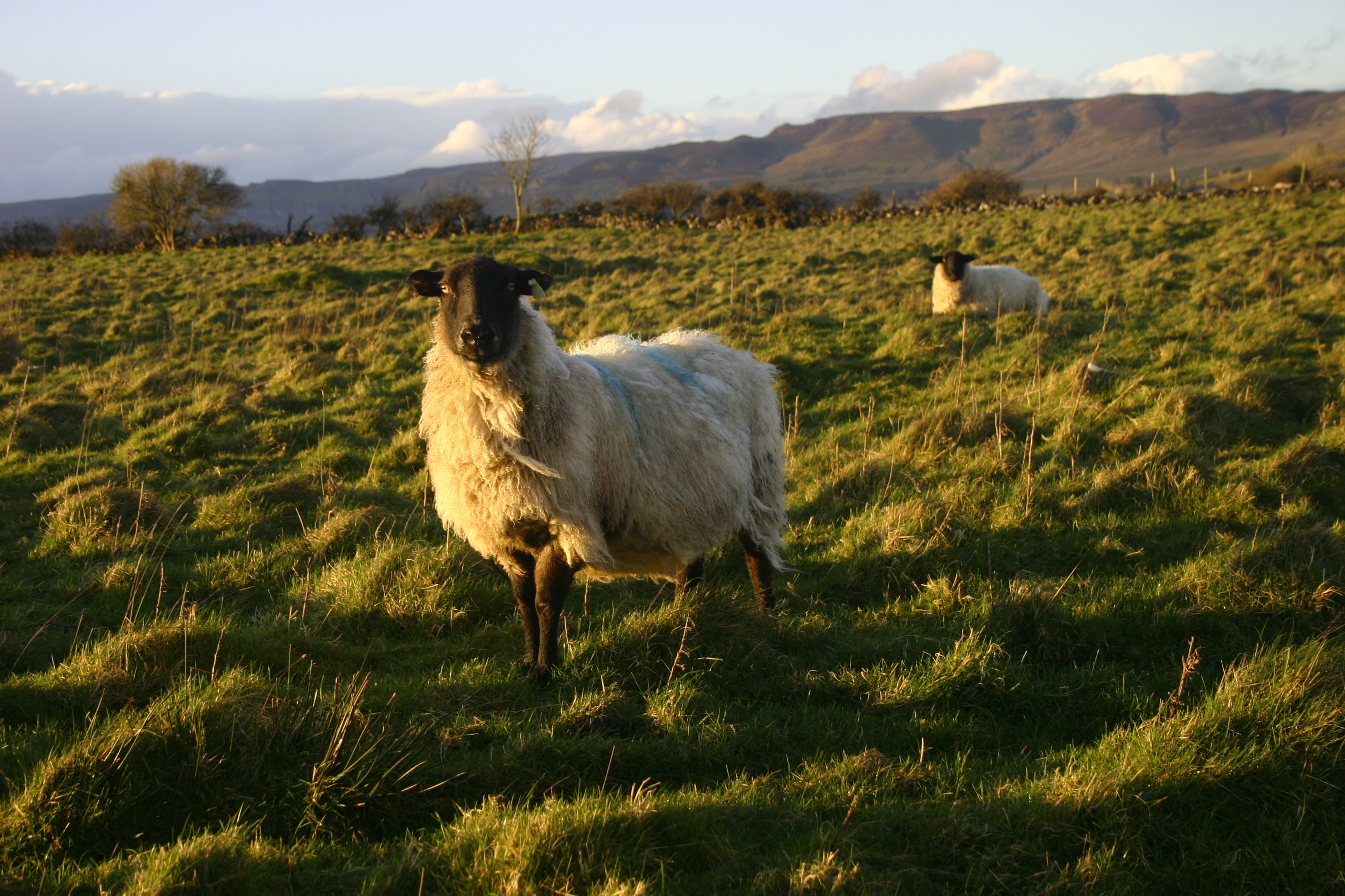 3072x2048 Wallpaper : landscape, animals, grass, field, green, wildlife, farm,  Ireland, sheep, February, 2017, animal, grassland, outdoor, countryside,  pasture, ...