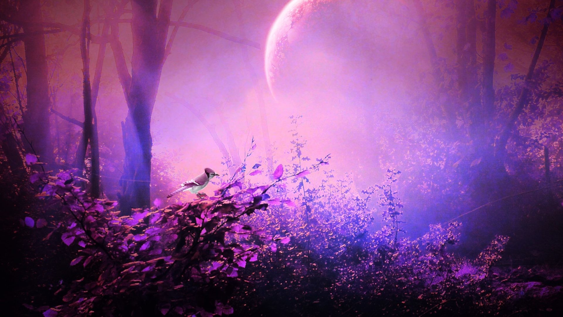 1920x1080 #331133 Color - Trees Bird Splendor Scenic Love Gorgeous Purple Secreat  Butterflies Stunning Colorful Forest