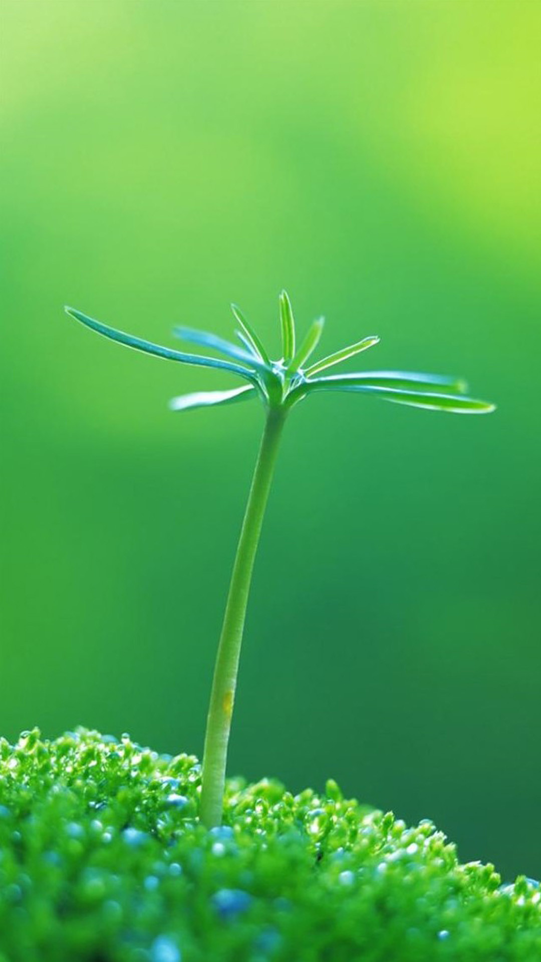 1080x1920 Nature One Green Plant Bud #iPhone #6 #plus #wallpaper