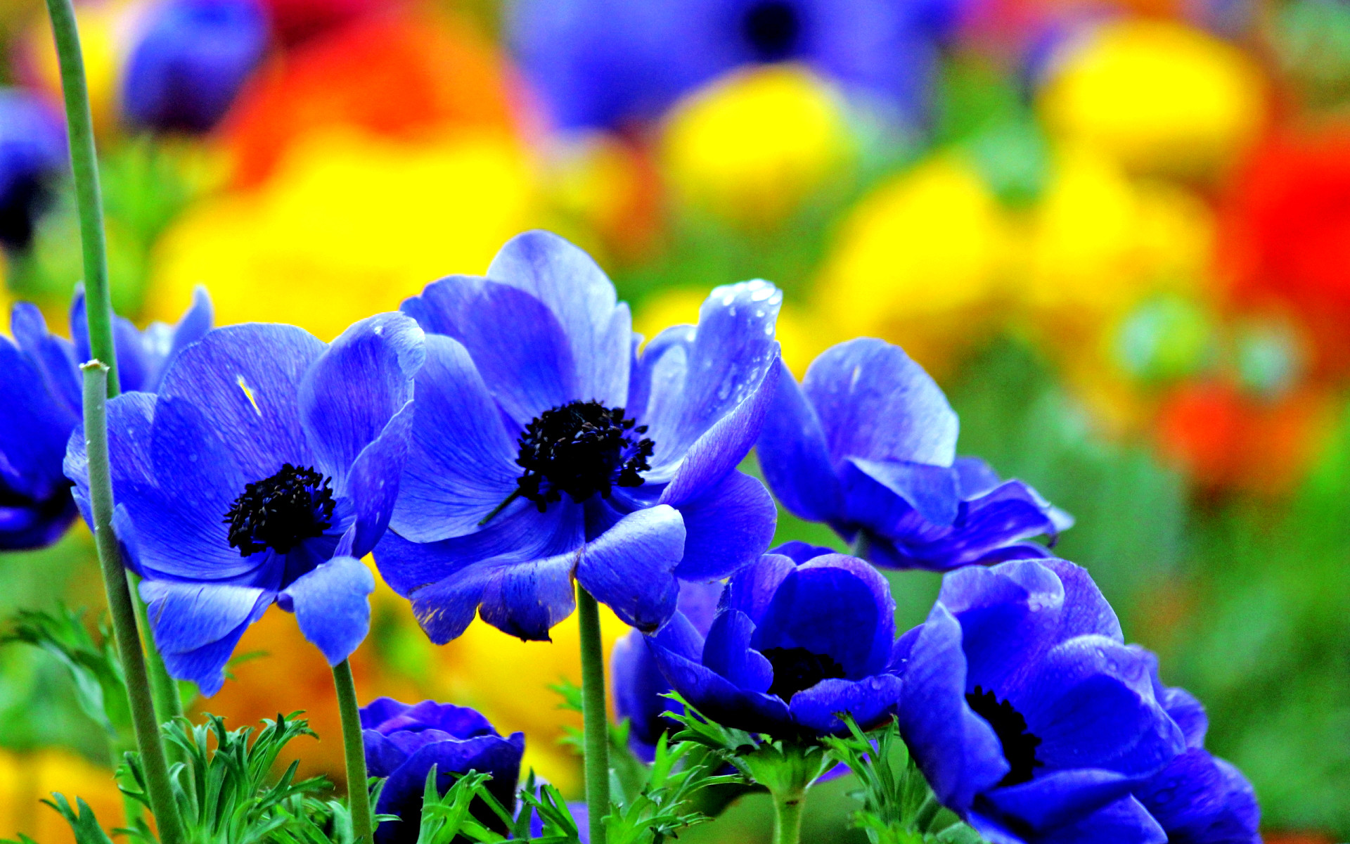 1920x1200 blue flowers #547146, flowers Photography Wallpapers