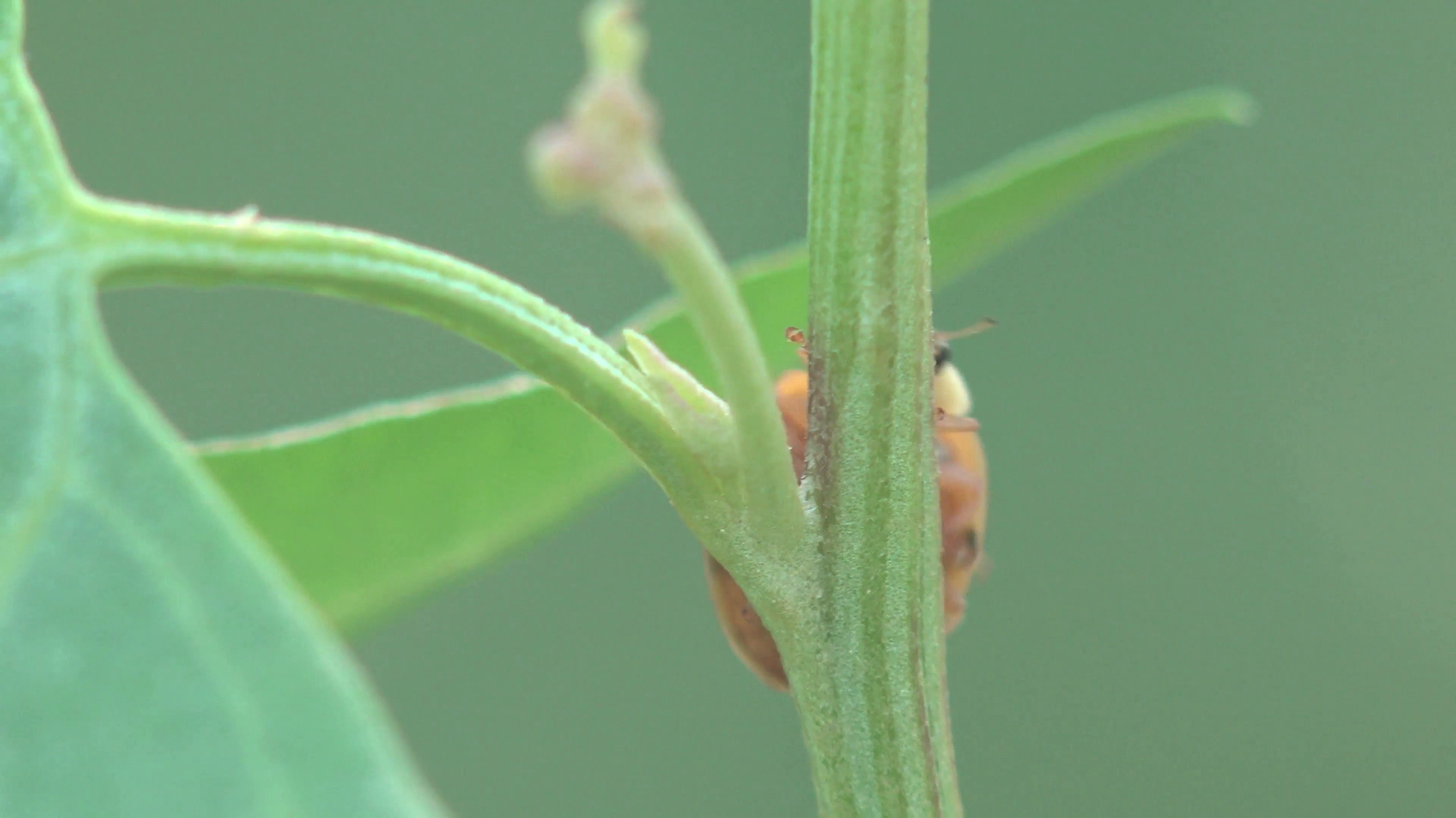 3840x2160 Insect Ladybug beetle bug sitt in green leaf, macro, grass on green  background, forest, field, garden, Europe, 4k Stock Video Footage -  VideoBlocks