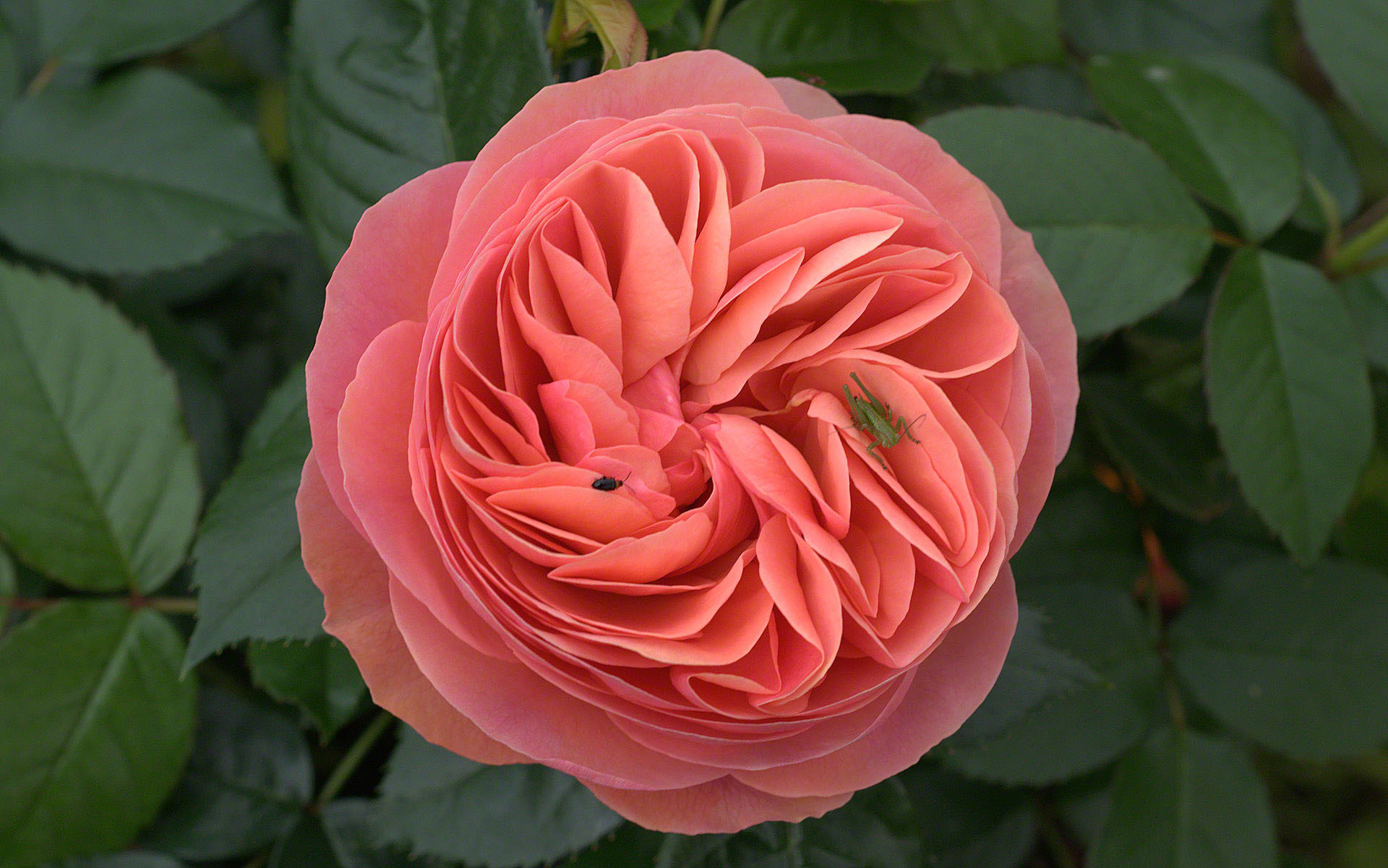 1920x1201 Gallica Rose