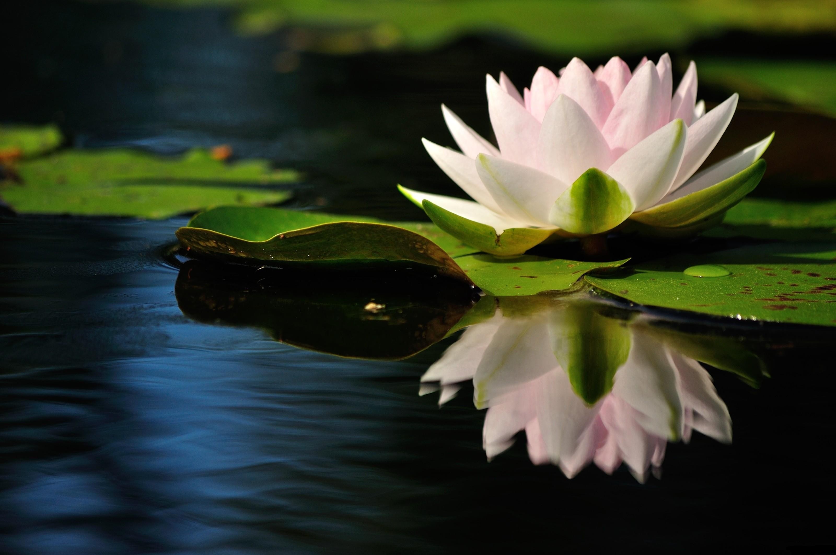 3200x2125 Wallpaper Water lily, Water, Reflection, Quiet, Leaves HD, Picture, Image