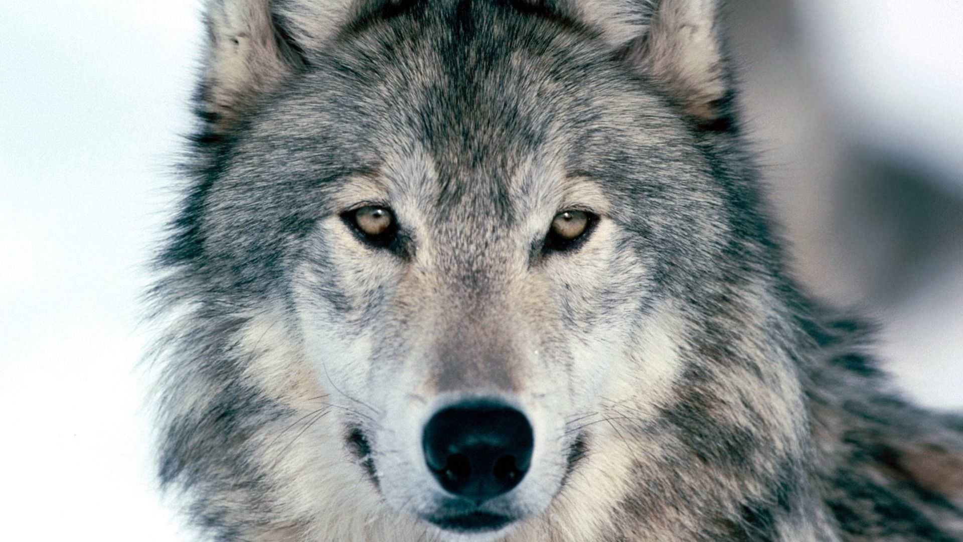 1920x1080 Awesome Wolf Background