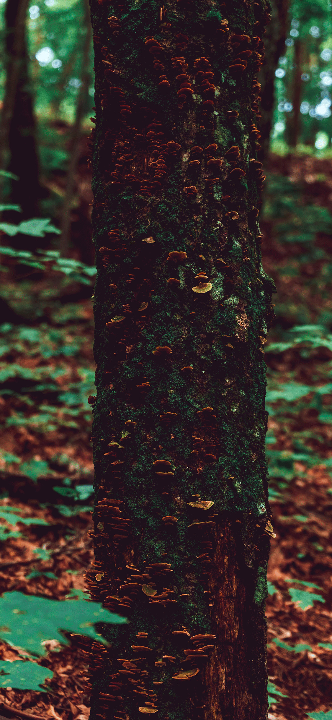 1125x2436 iPhone wallpaper forest mushroom tree Forest