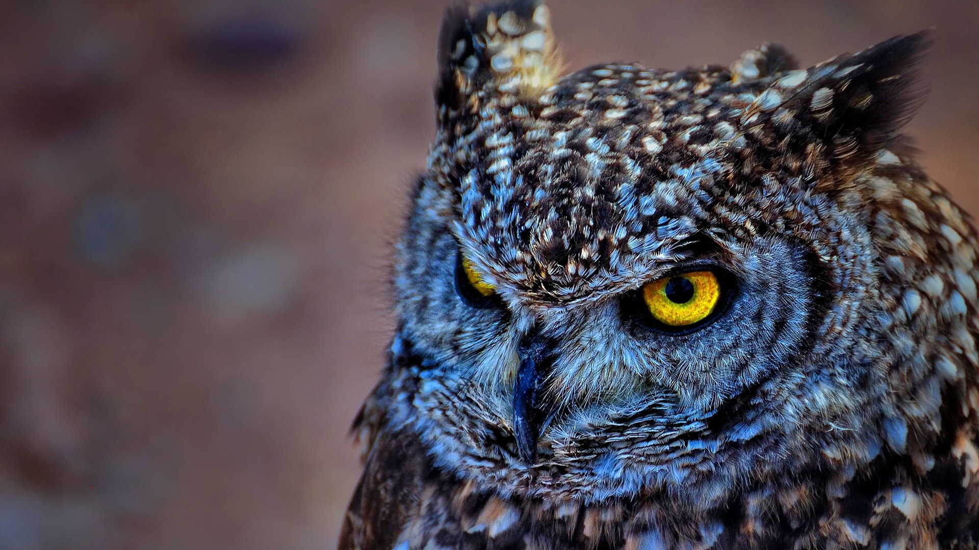 1920x1080 Cute Owl Wallpaper Collection For Free Download
