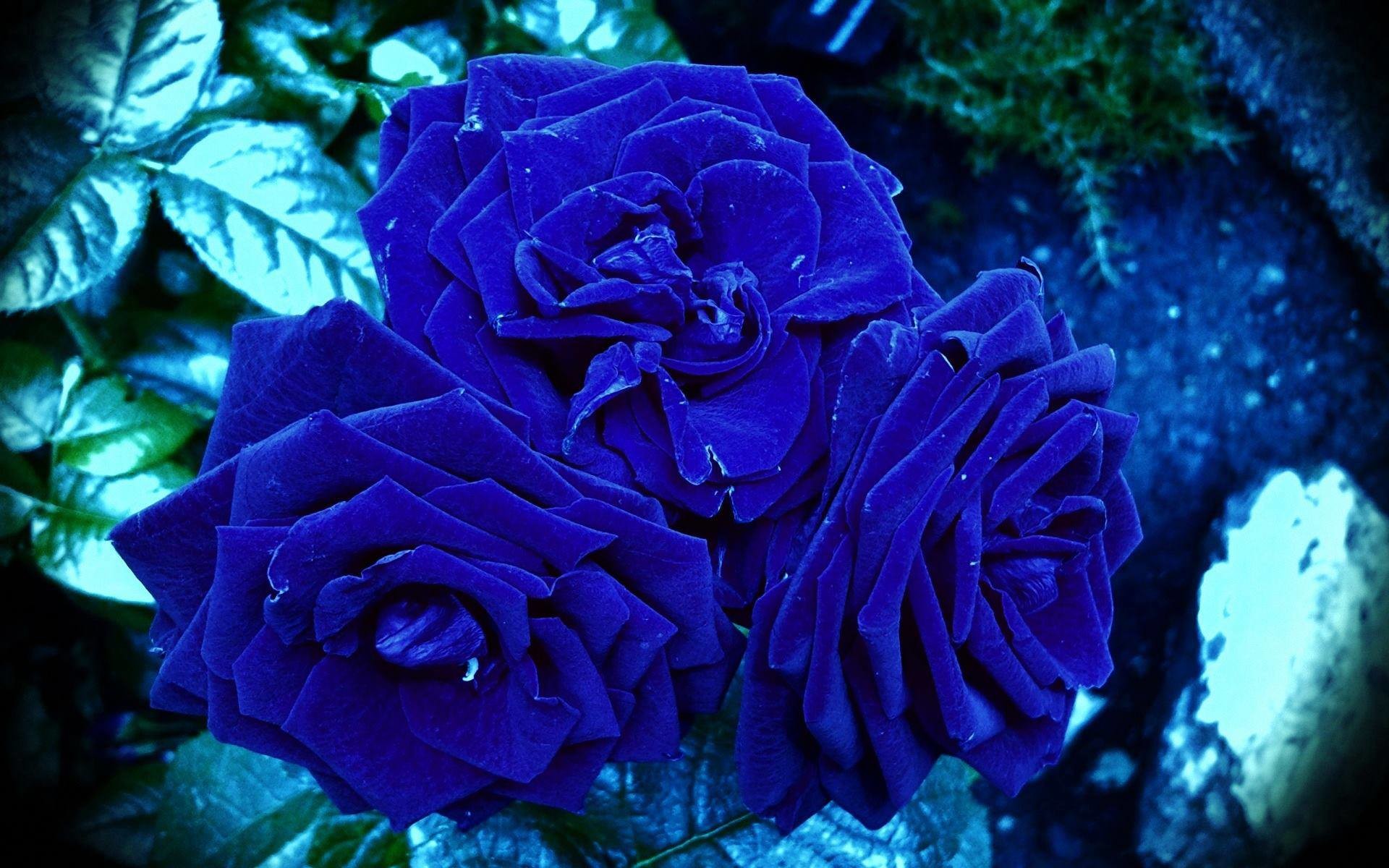 1920x1200 Flowers images awesome blue roses HD wallpaper and background photos