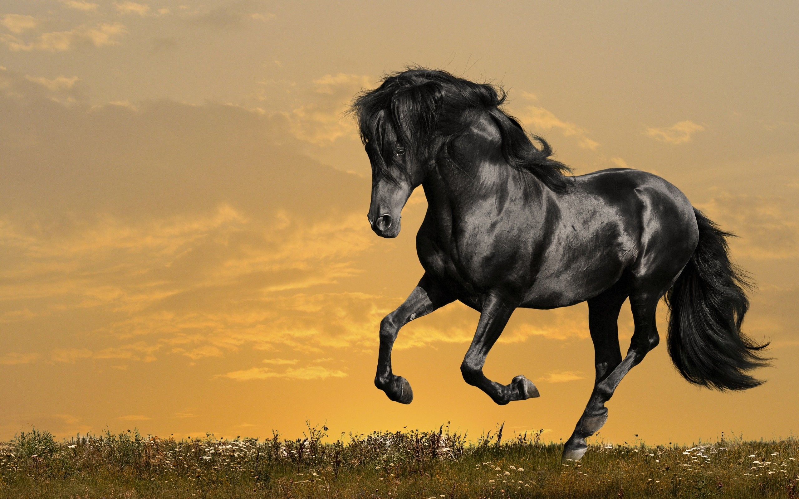 2560x1600 1920x1080 Dreamy Horse With Stars - Fantasy Art Wallpaper | Wallpaper  Studio 10 | Tens of thousands HD and UltraHD wallpapers for Android,  Windows and Xbox