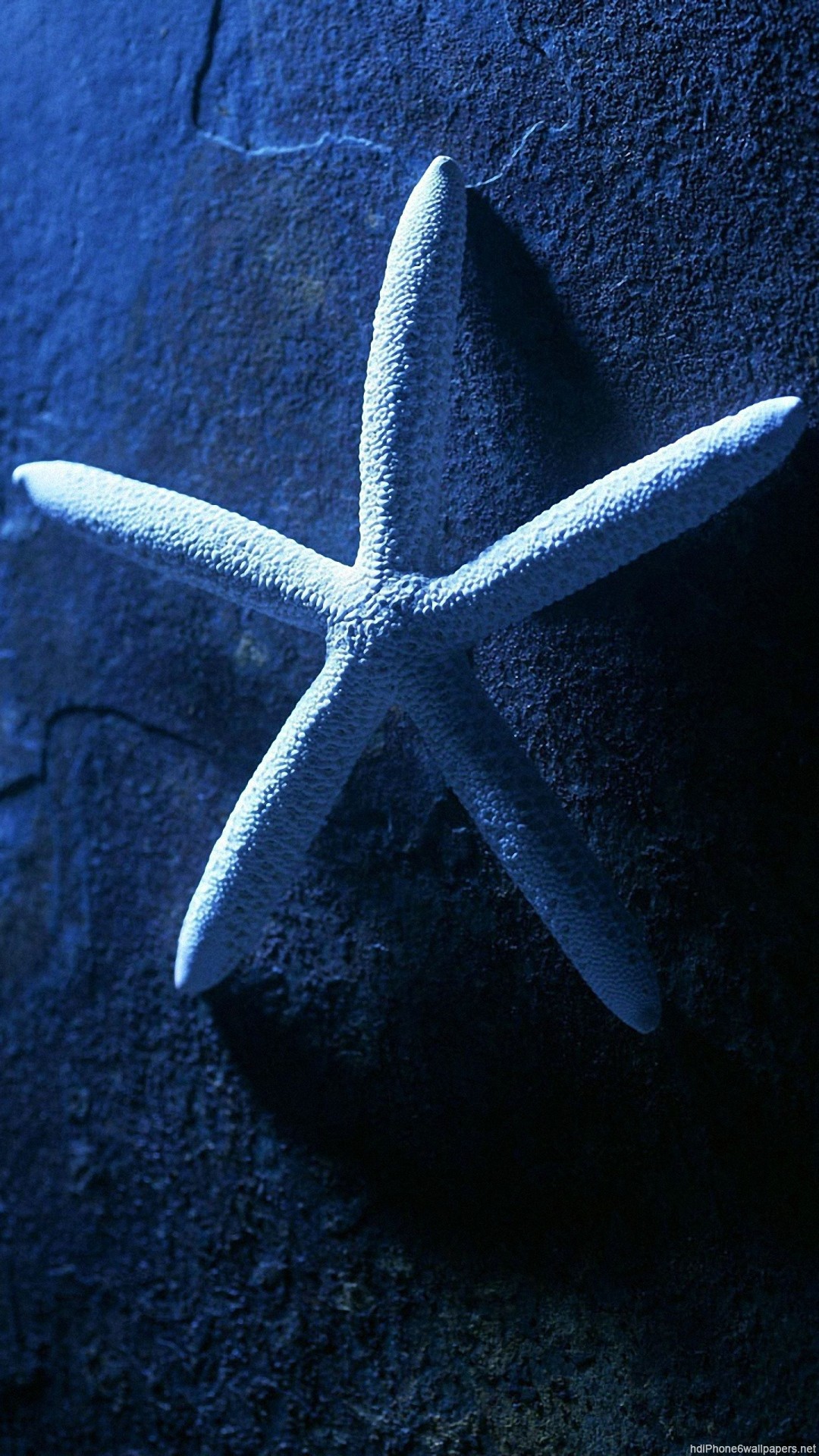 1080x1920 starfish wonderful close up iphone 6 wallpapers