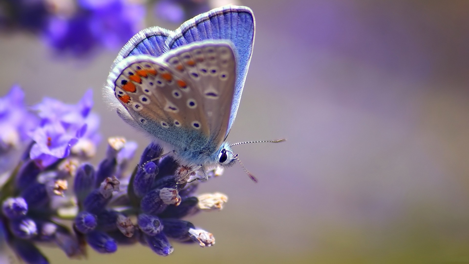 1920x1080 Tags:  Butterfly