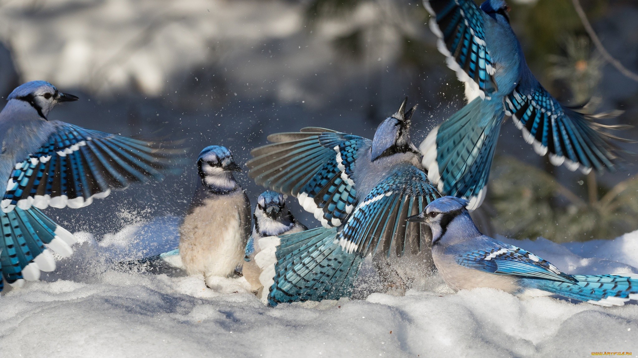 2048x1152 Toronto Blue Jays, Feather, Wildlife, Bluebird, Beak Wallpaper in   Resolution