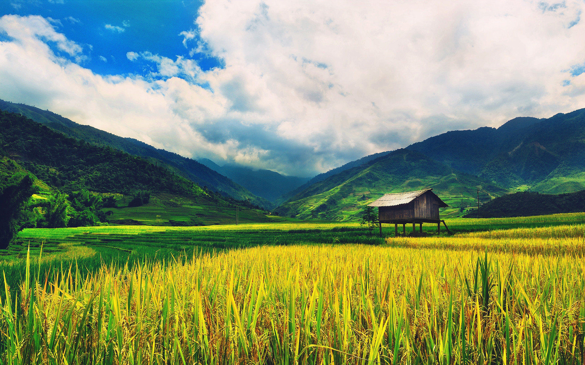 1920x1200 Rice Wallpaper Plants Nature (41 Wallpapers)
