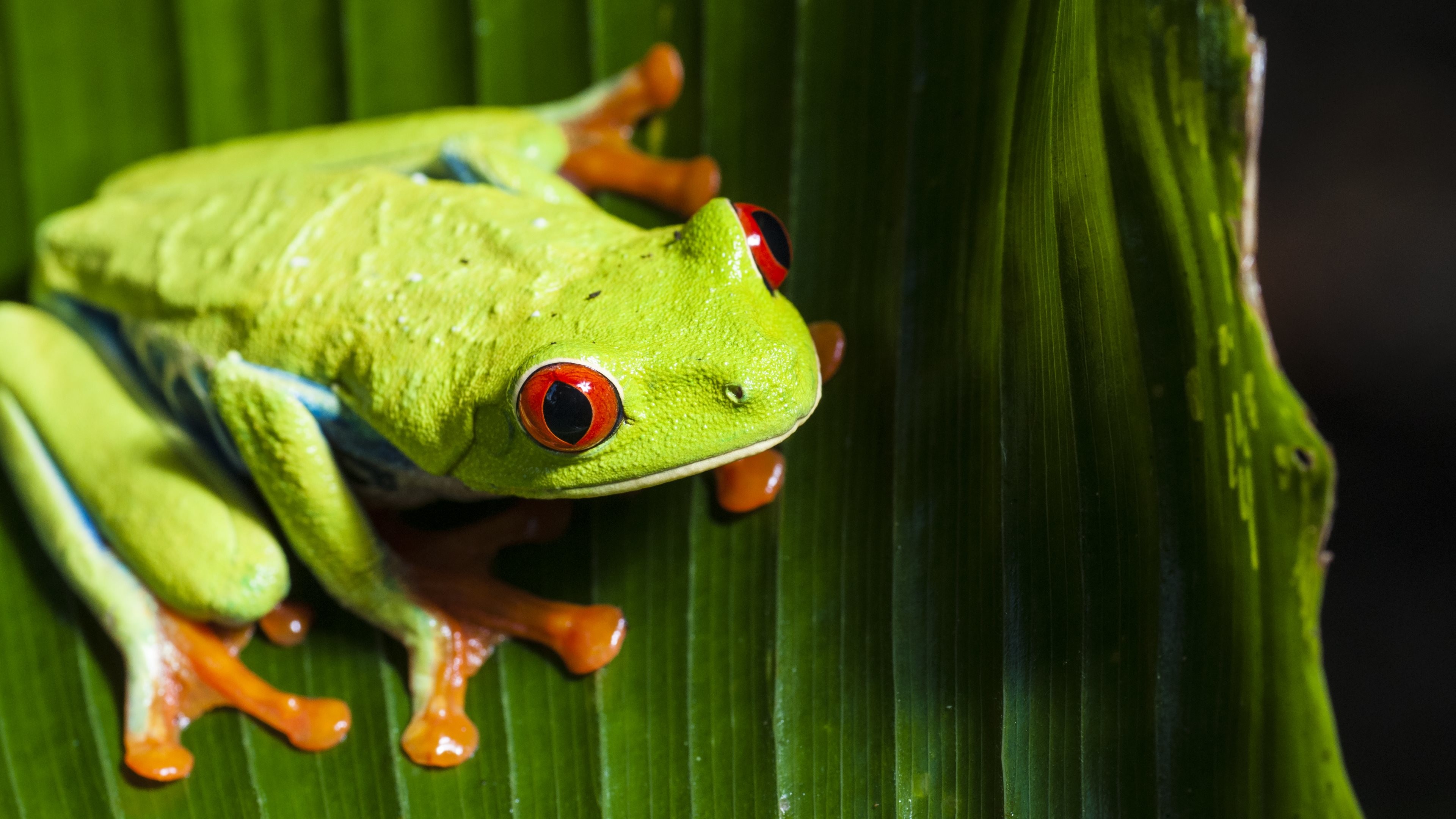 3840x2160 Animal - Red Eyed Tree Frog Eye Frog Wallpaper