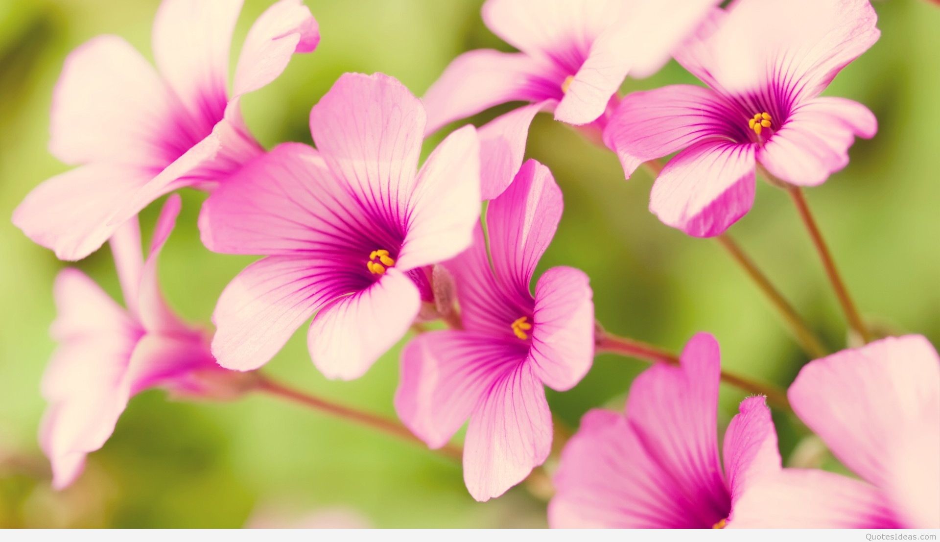 1920x1107 Awesome spring wallpapers with flowers