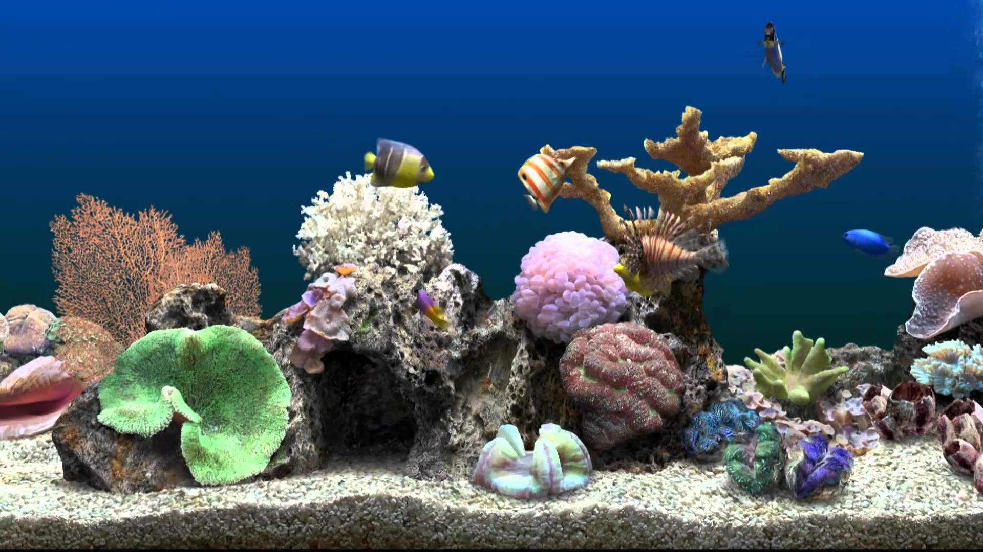 Animated Aquarium Desktop Wallpaper Images