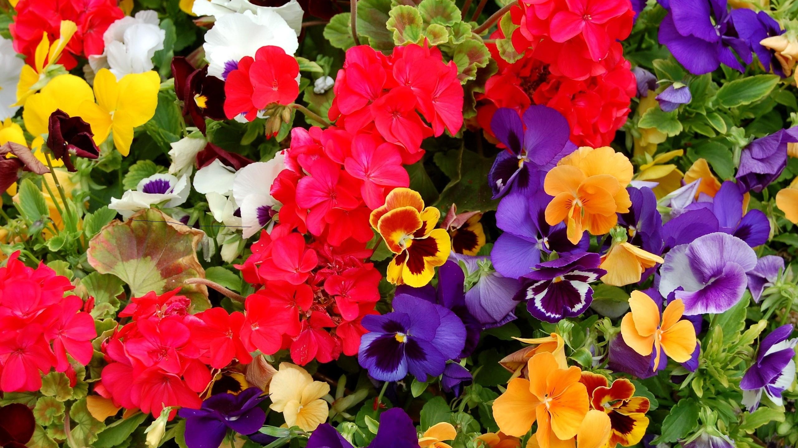 2560x1440  Wallpaper pansies, geraniums, flowers, colorful, different, lot