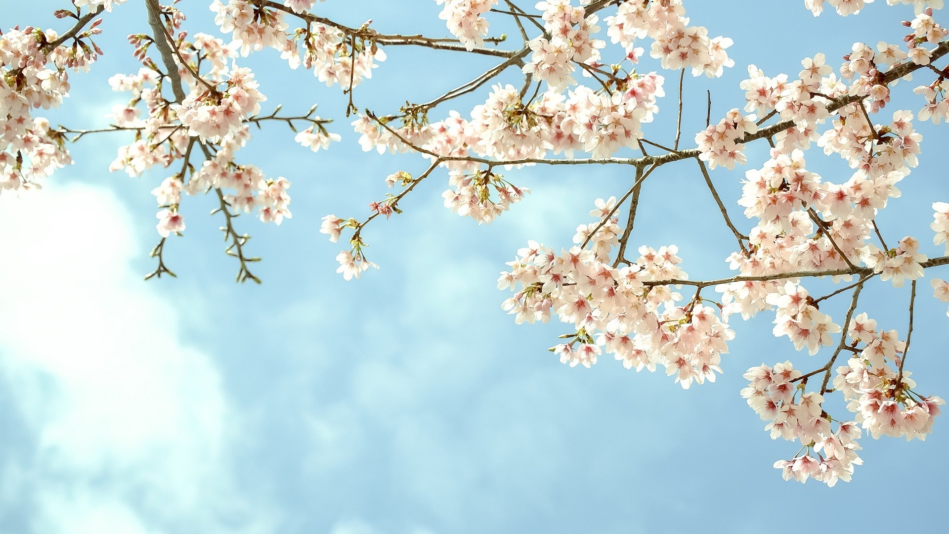 1920x1080 ... Pictures of Spring Wallpapers Download Free Images Trees Spring Photos  Full HD ...