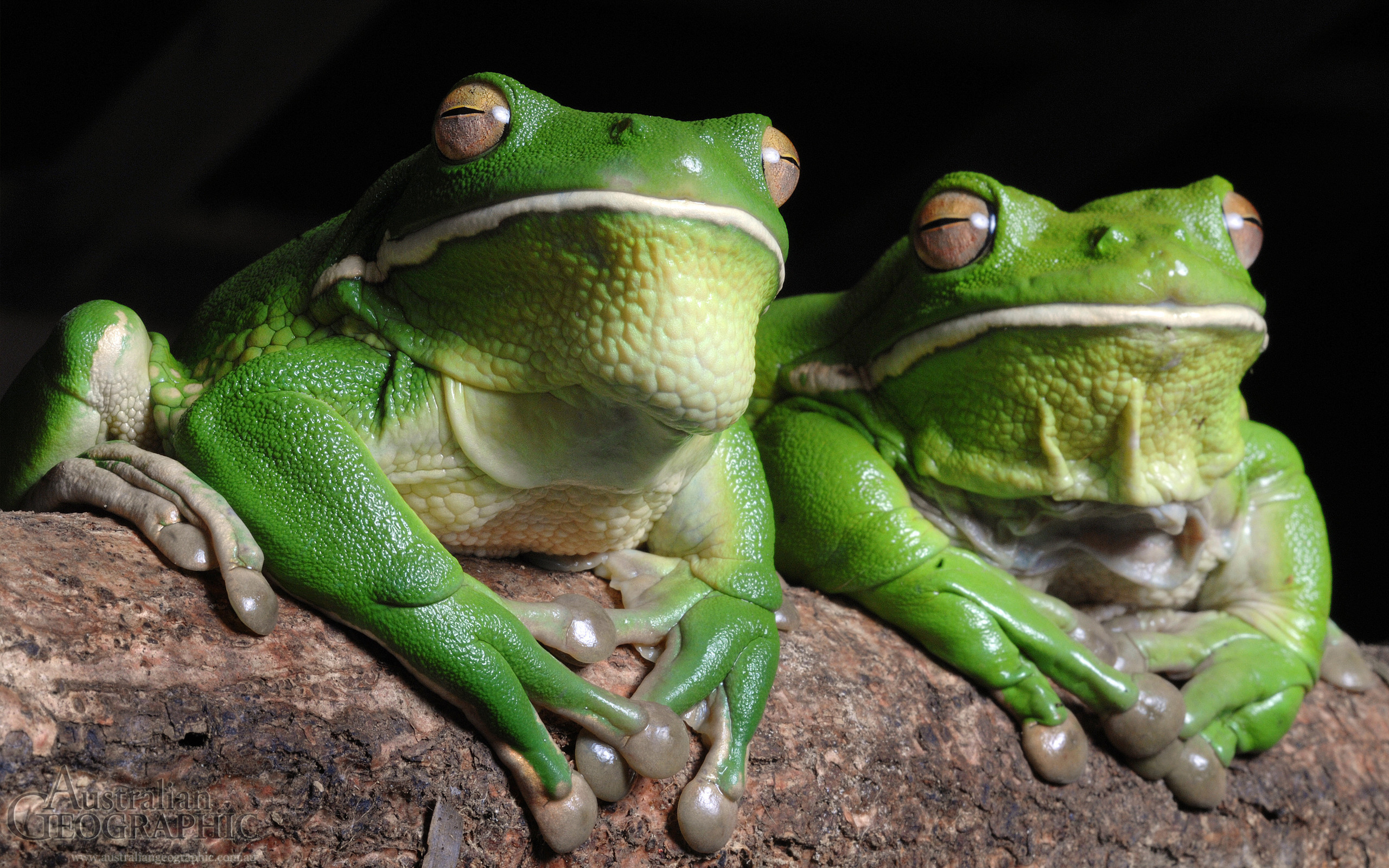 2560x1600 Wallpapers. Images of Australia: White-lipped tree frogs
