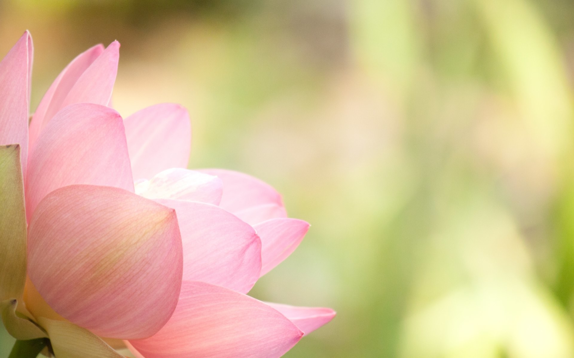 1920x1198 Lotus Flower Wallpapers HD / Desktop and Mobile Backgrounds ...