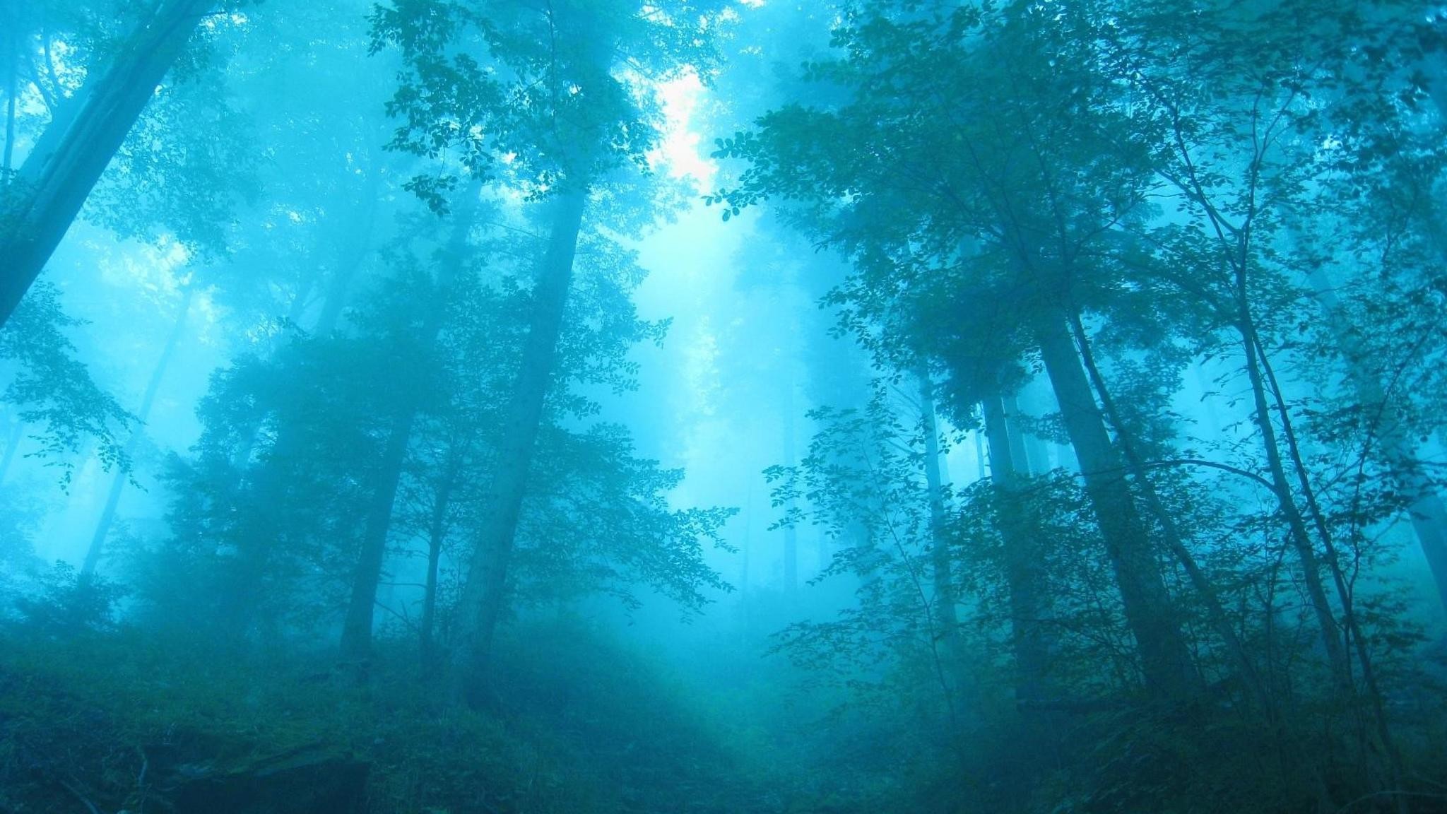 2048x1152 fog-in-forest-wallpaper.jpg