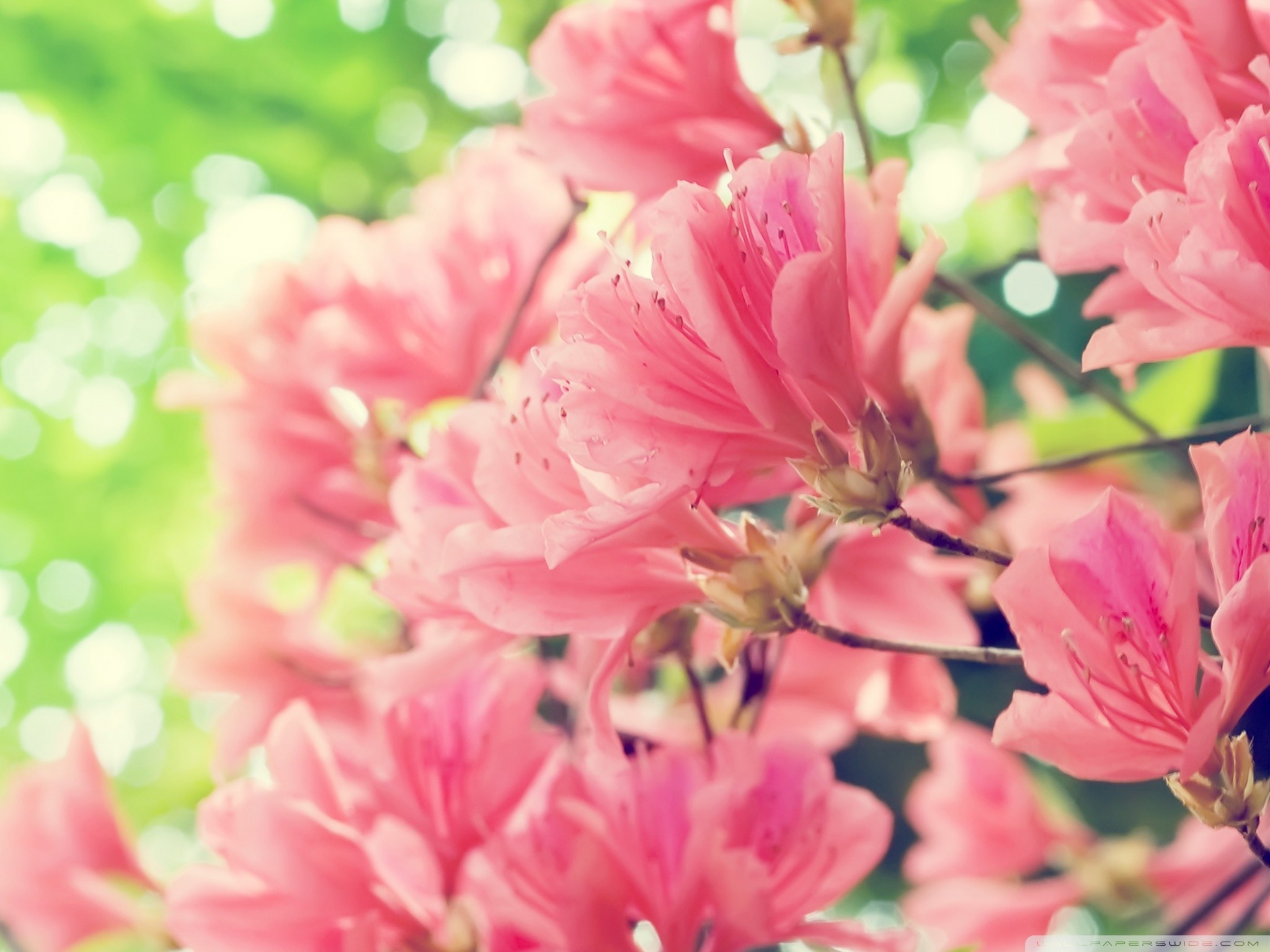 2048x1536 2018-05-11  px, Image for Beautiful Spring Scenes