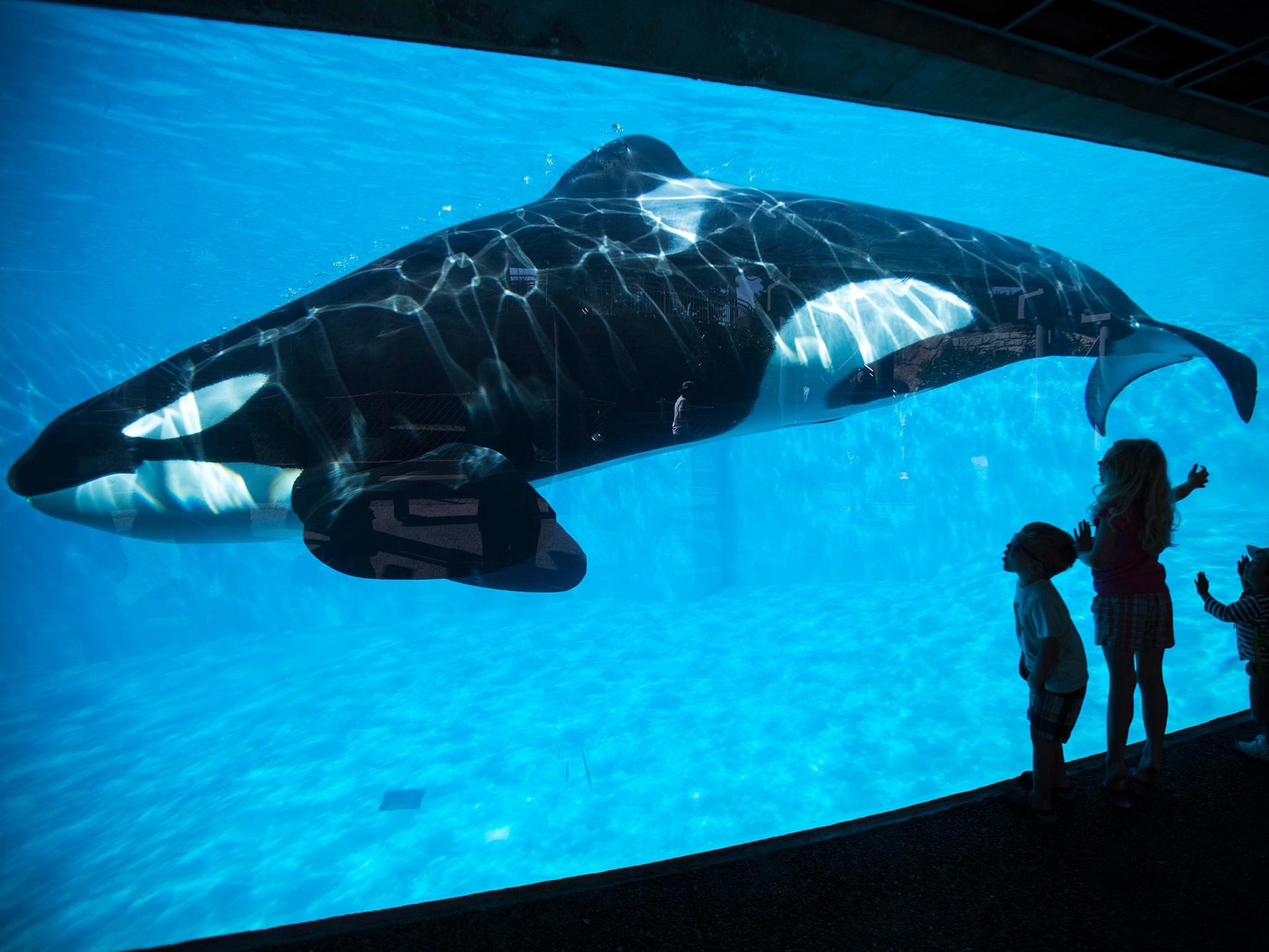 2048x1536 California bans SeaWorld's killer whale shows and breeding program | The  Independent