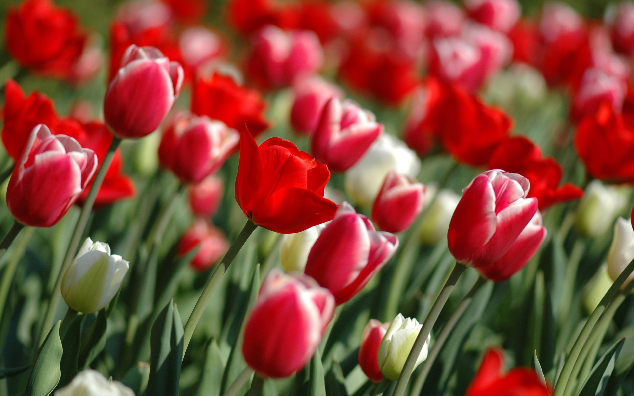 2560x1600 Spring Tulips Wallpaper Flowers Nature