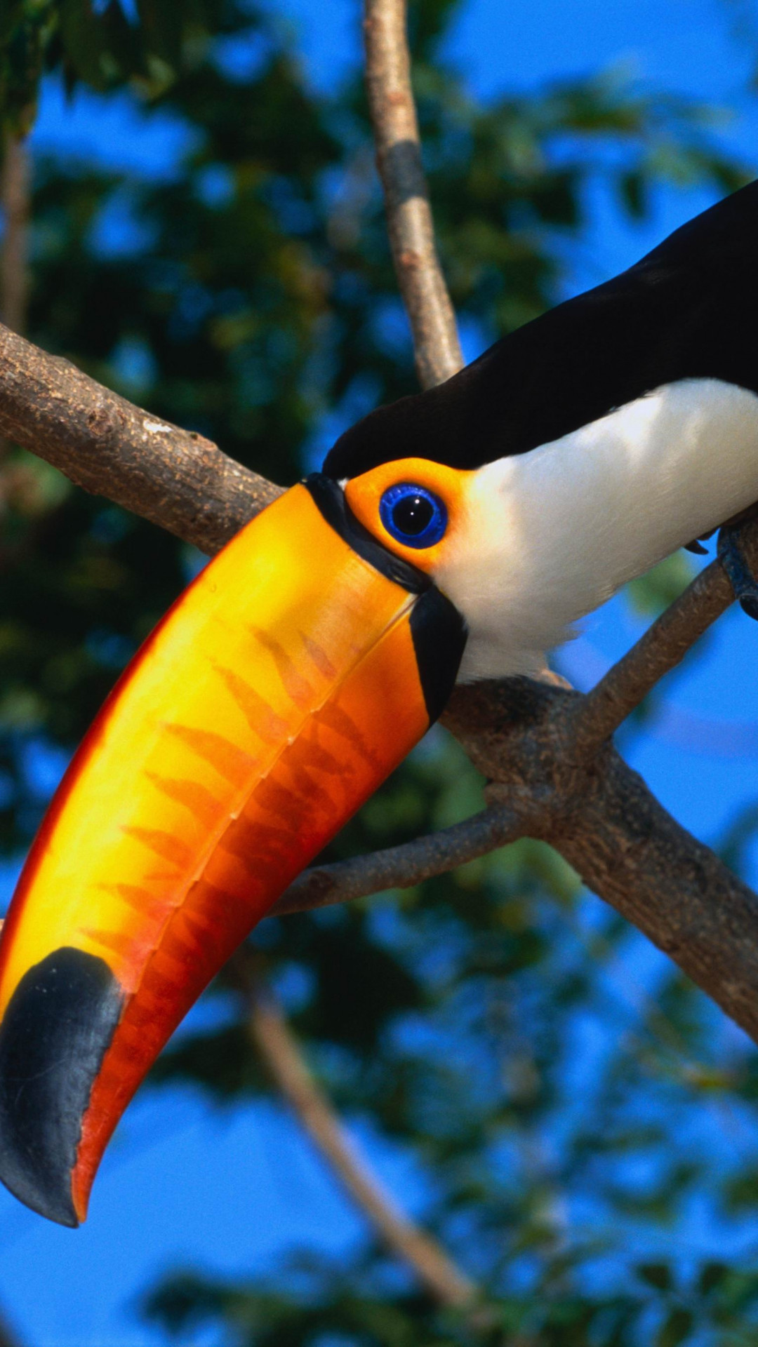 1080x1920  Wallpaper toucan, tree, beak, color