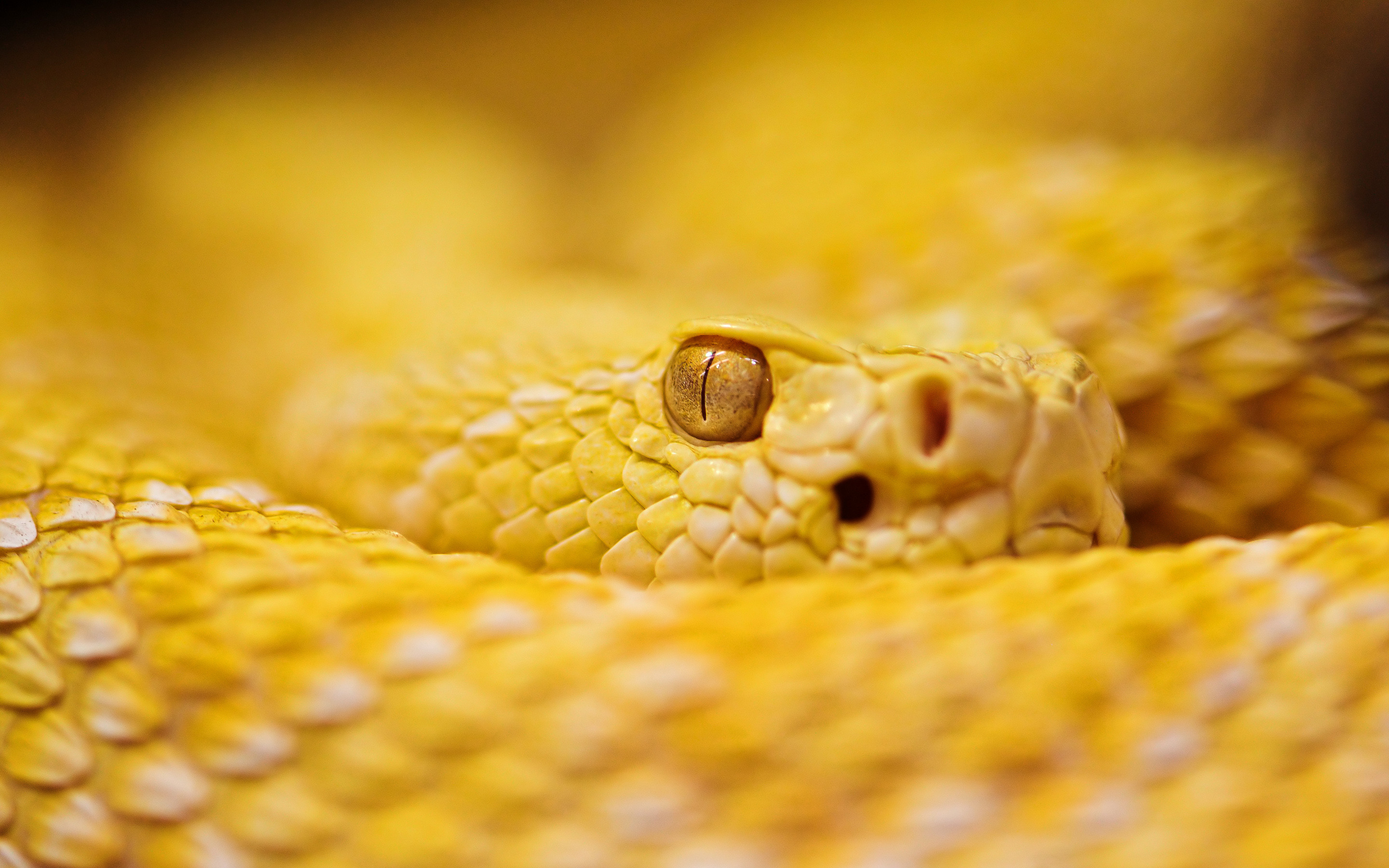 2880x1800 Albino Rattlesnake