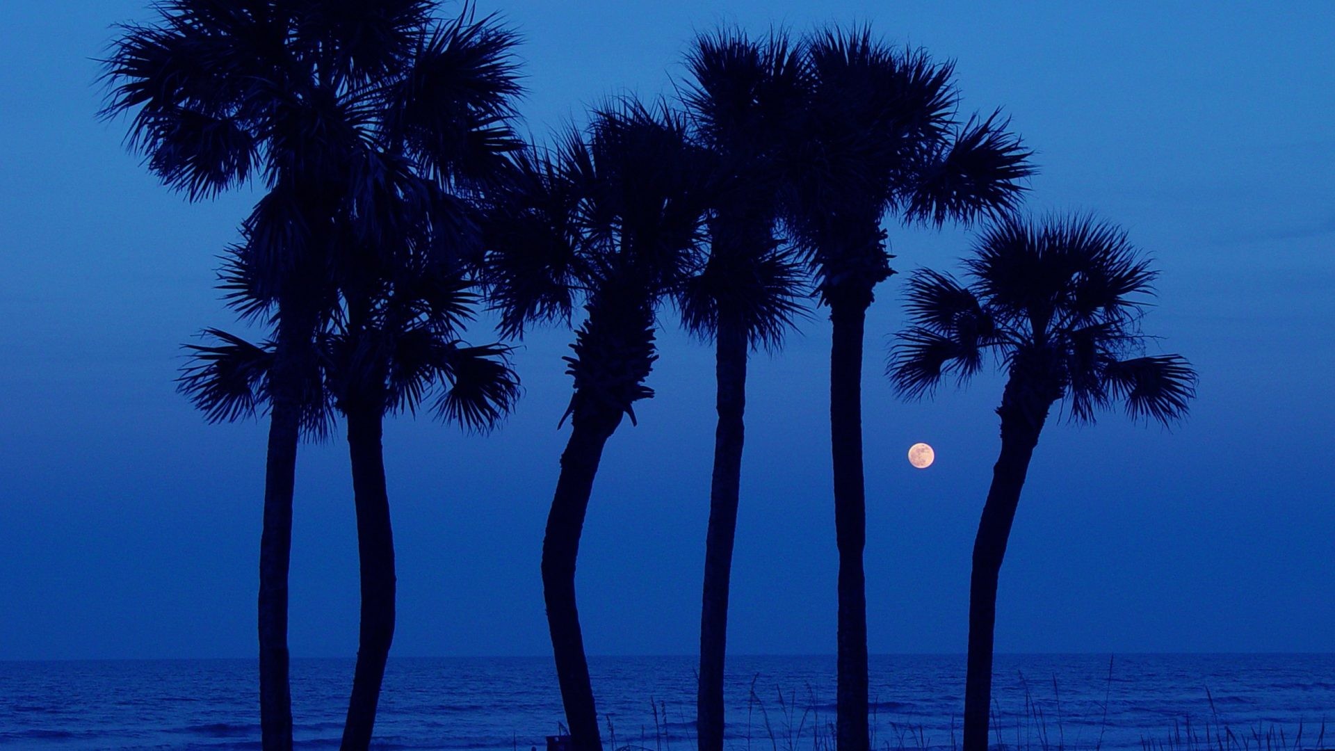 1920x1080 Daytona Tag - Tropical Trees Moon Nature Palm Daytona Beach Florida Ocean  Tree Hd Holiday Desktop