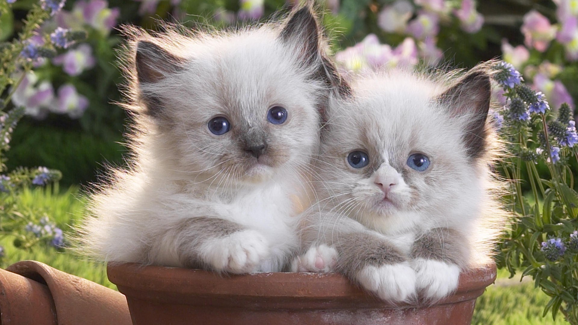 Baby Kitten Wallpapers 59 Images