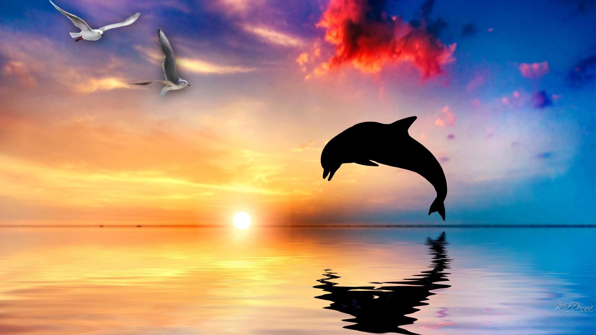 1920x1080 Dolphin Wallpapers Best Wallpapers 