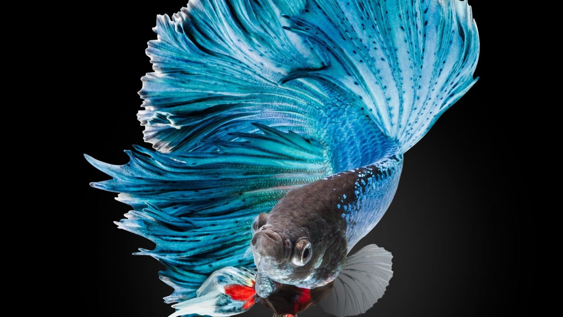 1920x1080 Fighting Tag - Tropical Siamese Betta Colorful Fish Fighting Aquarium Moving  Picture for HD 16: