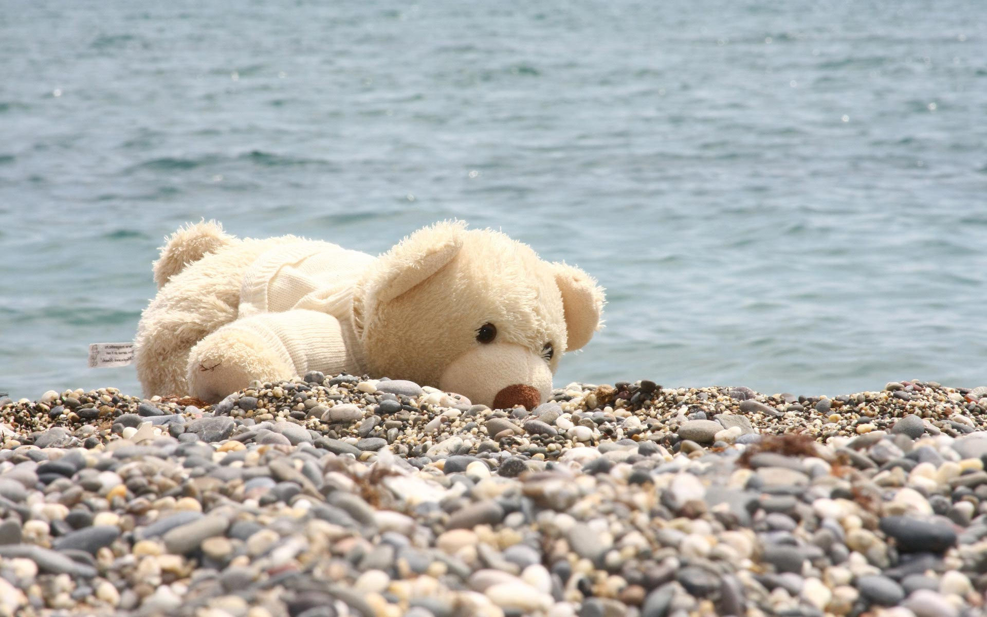 1920x1200 teddy-bear-on-the-beach-hd-widescreen---