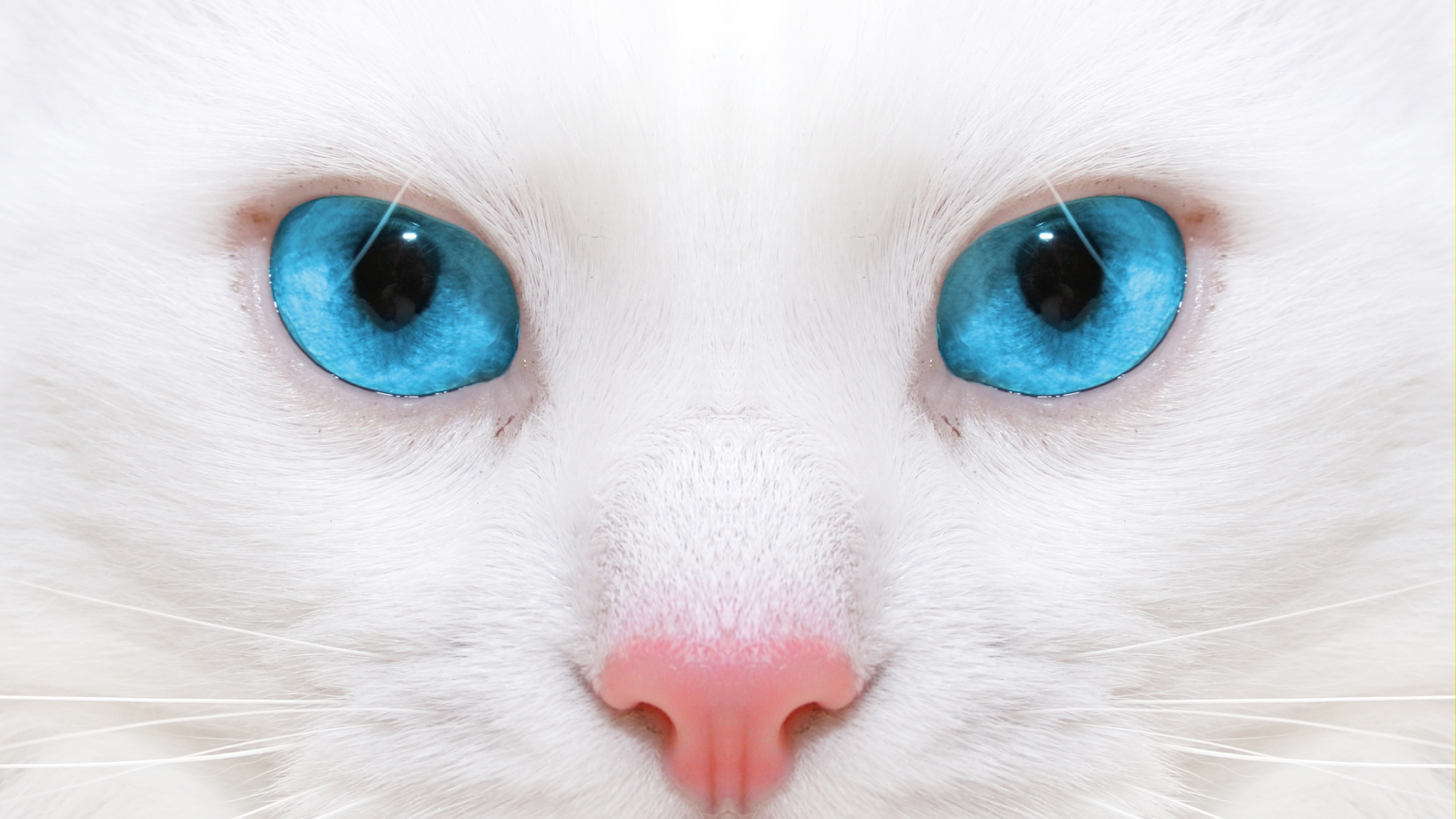 3840x2160  Wallpaper beautiful, white cat, kitten, close-up